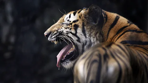 The Last of the Wild and Man-Eating Tigers