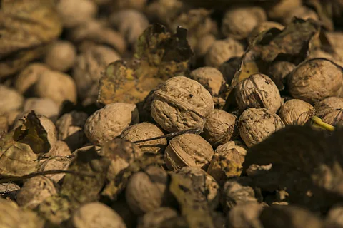 Mayank Soni Local legend claims that Alexander the Great spread walnuts from Arslanbob more than 2,000 years ago (Credit: Mayank Soni)