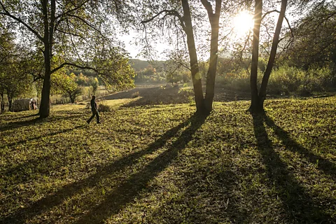 Mayank Soni Families begin moving towards the groves in mid-September with their cattle, gathering walnuts from local trees along the way (Credit: Mayank Soni)