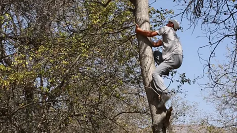 Mayank Soni The tree climbers of Arslanbob (Credit: Mayank Soni)