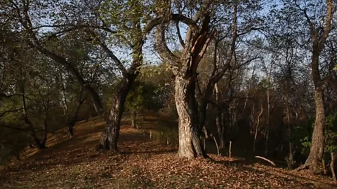Mayank Soni Today, Arslanbob’s groves produce between 1,000 and 1,500 tonnes of walnuts each year, making it the world’s largest single source of walnuts (Credit: Mayank Soni)
