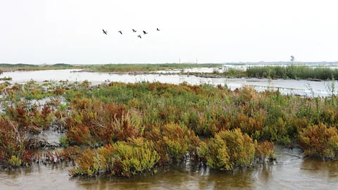 Mike MacEacheran At the latest count, some 120 species of birds have arrived at Marker Wadden (Credit: Mike MacEacheran)