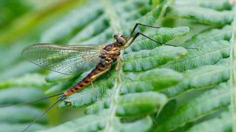 A mayfly on a leaf.