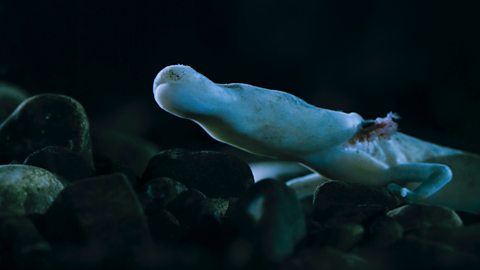 A close up of an olm in a cave.