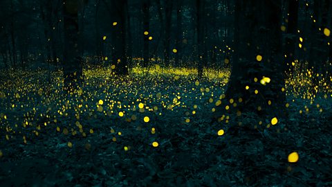 Photograph of fireflies in a forest.