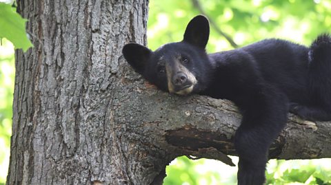 North America: A land of pioneering animals