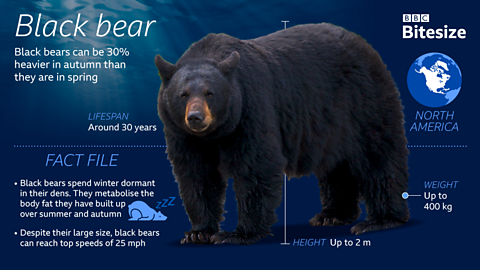 Black bear fact file.