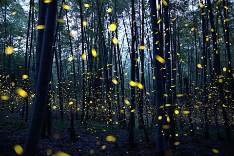 Glowing fireflies in a wood.