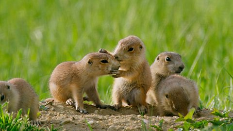 A group of prairie dogs.