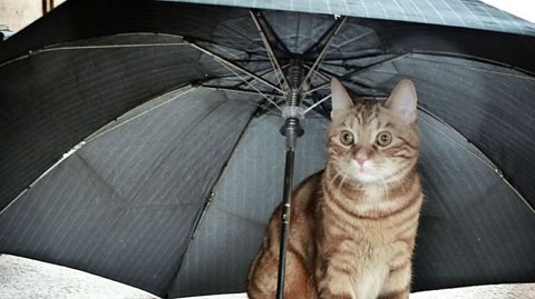 A cat under an umbrella.