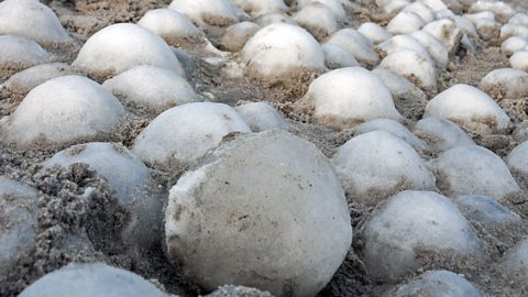 Ice eggs on a beach.