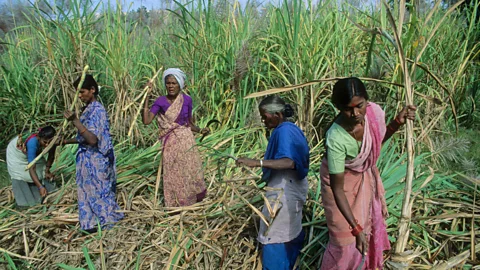 Getty Images A research study on sugar cane farmers found that time scarcity creates such a tax on mental bandwidth, it can even temporarily lower IQ (Credit: Getty Images)