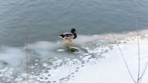 A duck standing on an icy lake.