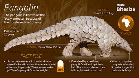 Pangolin surrounded by text.