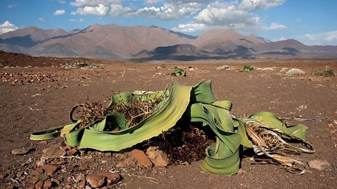 A welwitschia plant.