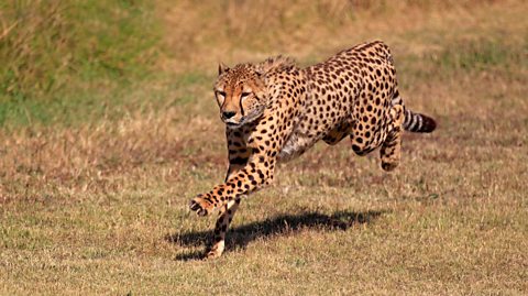 A cheetah running.