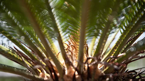 Jamie Lafferty Cycads have been around since the time of the dinosaurs and are considered to be living fossils (Credit: Jamie Lafferty)