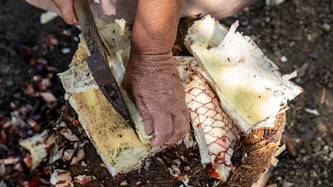 Jamie Lafferty Although harvesting cycads is incredibly hard work, several village elders still make a few batches of cycad flour each year (Credit: Jamie Lafferty)