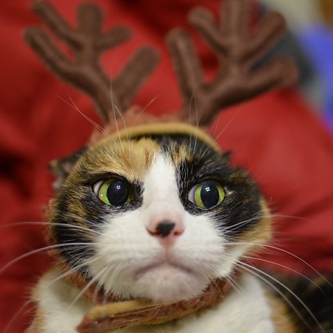 Cat wearing Christmas antlers