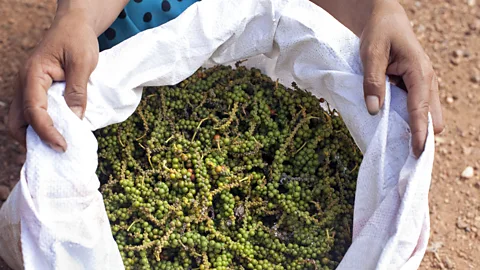 Andia/Getty Images Kampot pepper has made a comeback after the Khmer Rouge lost power (Credit: Andia/Getty Images)