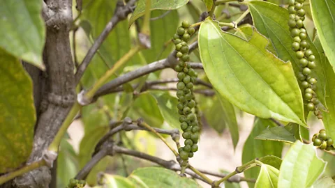 Andia/Getty Images Green peppercorns have a subtler taste than black (Credit: Andia/Getty Images)