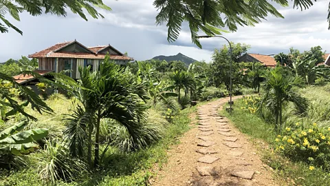 Robert Reid Kampot pepper plantations produce 70 to 100 tonnes of pepper a year (Credit: Robert Reid)