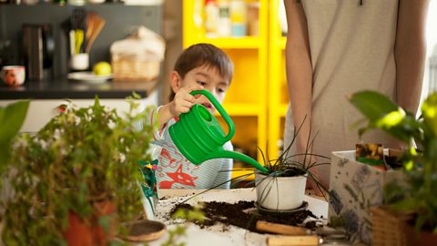 Young boy waters a plant