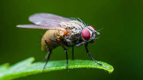 Getty Images Fruit flies become more aggressive when their serotonin levels become mixed up, research has shown (Credit: Getty Images)