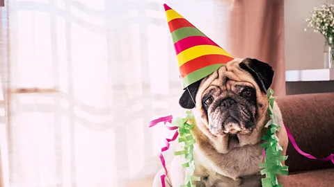Getty Images Rather than celebrating chronological age, looking at the levels of methylation on a dog's DNA is a much more accurate measure of aging (Credit: Getty Images)