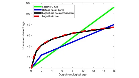 Dog sales age formula