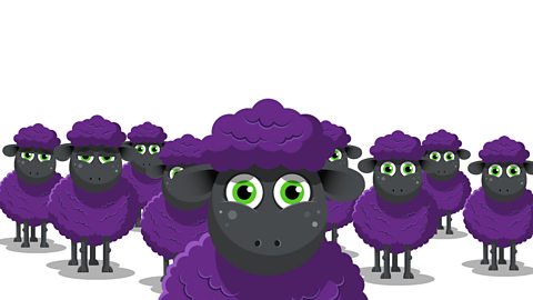 Nine purple sheep