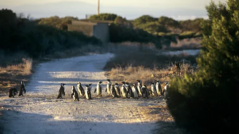 Hoberman Collection/Getty Images Penguins, which are now endangered, live on Robben Island (Credit: Hoberman Collection/Getty Images)