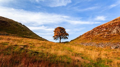 Sycamore Gap