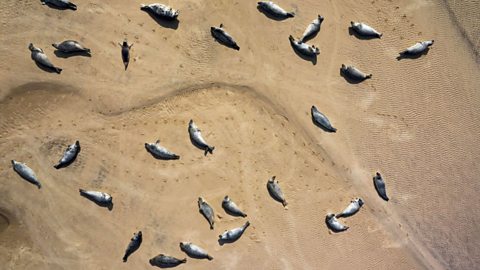 Seals at Blakeney Point