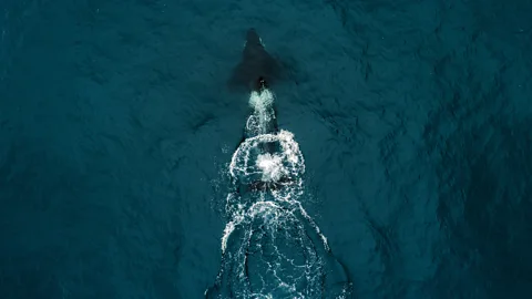 Getty Images The killer whale that collided with the Robertson's yacht could have hit it by accident or may have rammed it deliberately after mistaking the hull for prey (Credit: Getty Images)