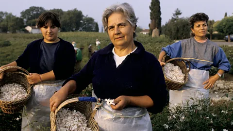 Getty Images In Grasse, France, women work in the fields to gather flowers for making perfume in the traditional way as they have done for centuries (Credit: Getty Images)