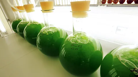 Getty Images Oil can be extracted from algae but growing it on a scale that could compete with palm oil is proving difficult (Credit: Getty Images)