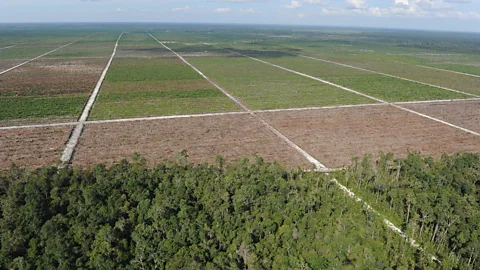 Getty Images The destruction of rainforest to make way for oil palm plantations turns rich, vibrant habitats packed with species into desolate monocultures (Credit: Getty Images)