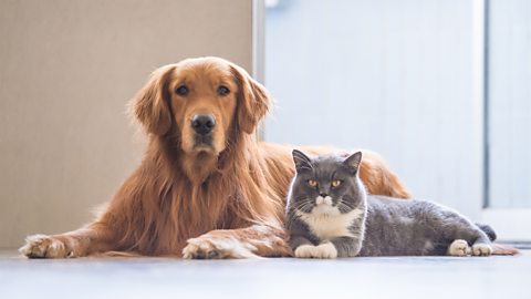 A dog and a cat lying down side by side, looking at the camera