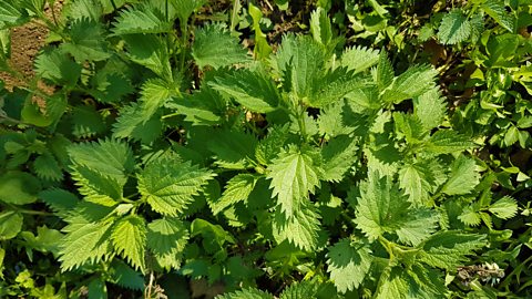 BBC Radio 4 - Radio 4 in Four - How pollen cracked these mysteries