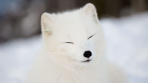 A white fox squeezing its eyes shut in the snow