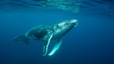 A humpback whale underwater