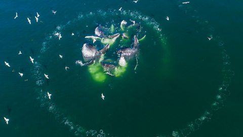 A pod of humpback whales making a spiraling bubble net.