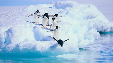 A line of seven Adelie penguins jumping into the ocean.