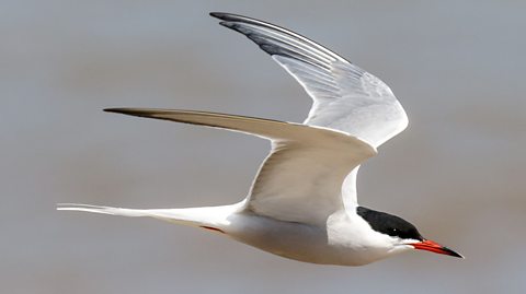 An arctic tern flying.