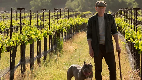 Alamy In the new series, a 94-year-old Picard is retired, living in a vineyard, and unable to come to terms with his apparent aimlessness (Credit: Alamy)