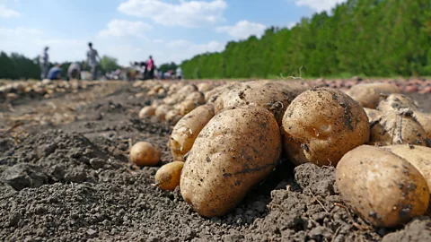 Getty Images To get your daily requirement of vitamin b6, you would need to eat around 1.5lbs of potatoes (Credit: Getty Images)