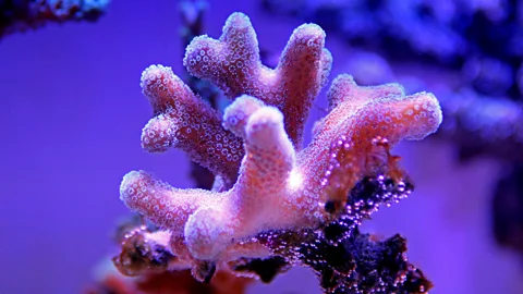 vojce/Getty Images Ciguatera is contracted when people eat fish that have fed on algae growing on damaged coral (Credit: vojce/Getty Images)
