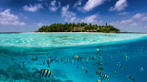 SHansche/Getty Images Ciguatera is particularly common in tropical climates where coral reefs are prevalent (Credit: SHansche/Getty Images)