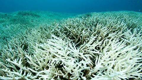 Rainer von Brandis/Getty Images The illness is likely to become much more common as climate change destroys coral reefs (Credit: Rainer von Brandis/Getty Images)